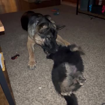 German shepherd puppy