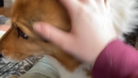 Corgi Disapproves When the Scratches Stop