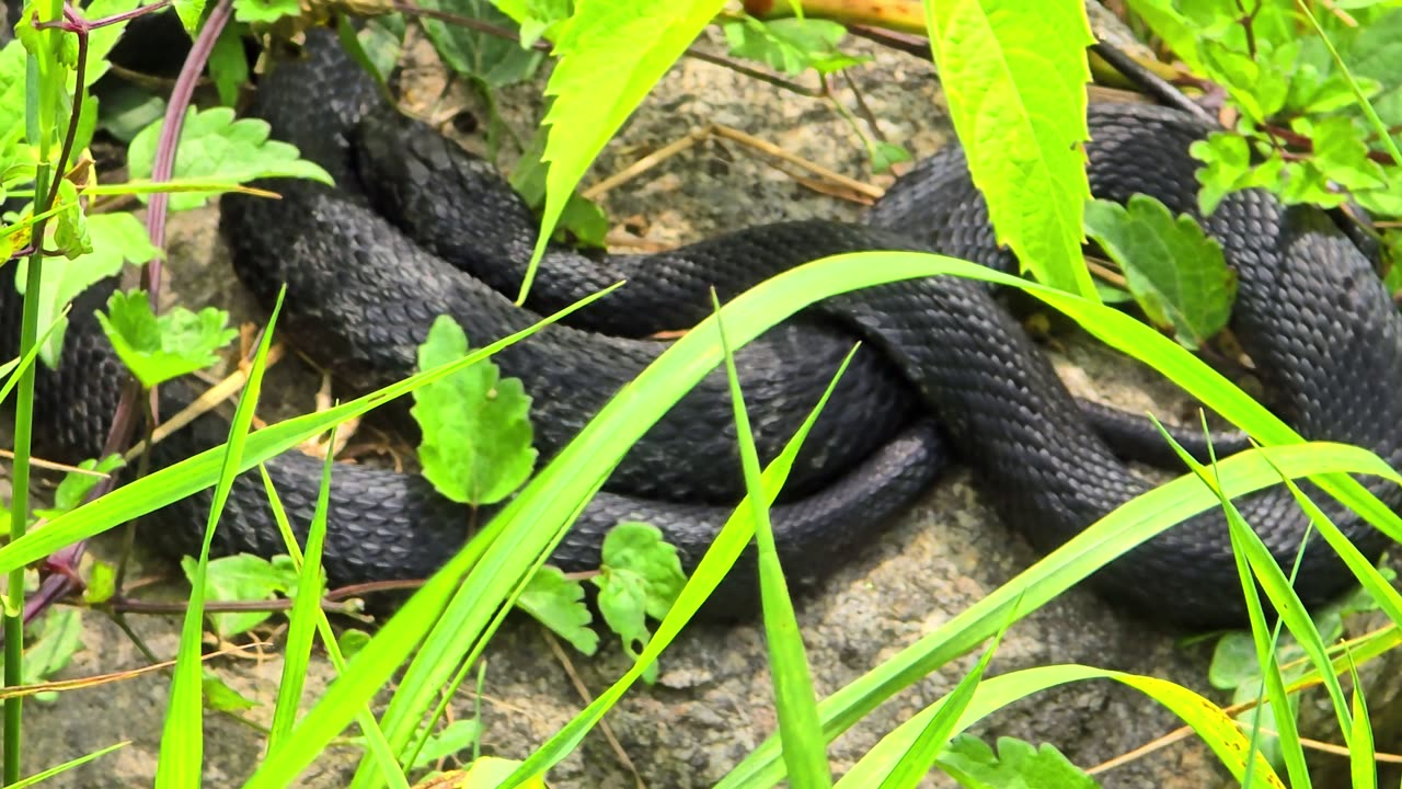 Beautiful black snake on a stone / beautiful reptile in nature.