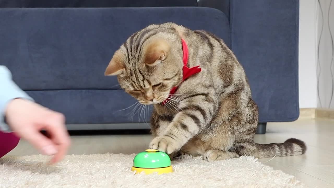 Teaching cat to ring a bell