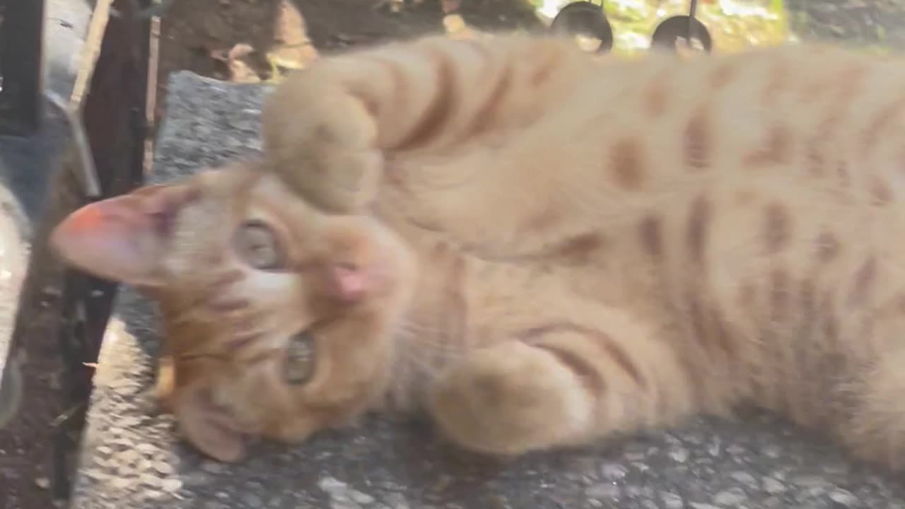 Squirrel eating black sunflower seeds and kitten friend