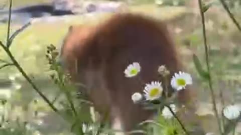 Capybara and a bunny playing catch me if you can