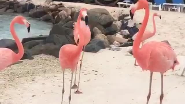 Flamingo register on Aruba beach