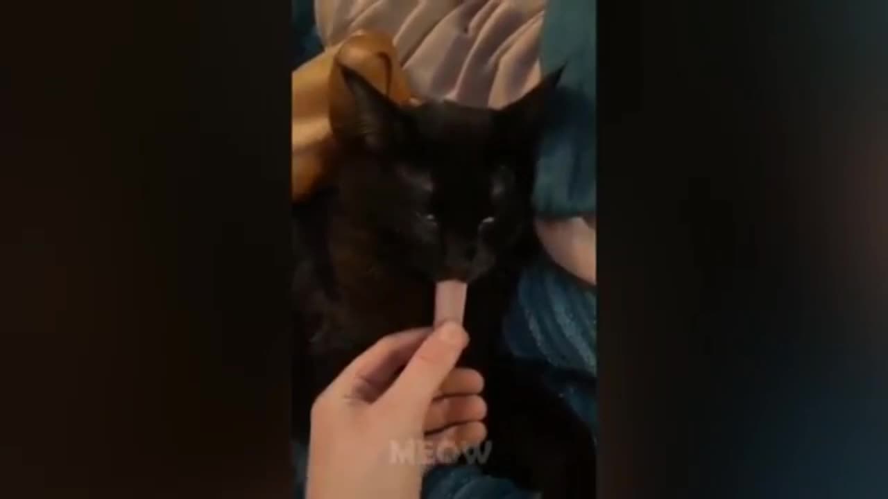 Fun with cat😻😻