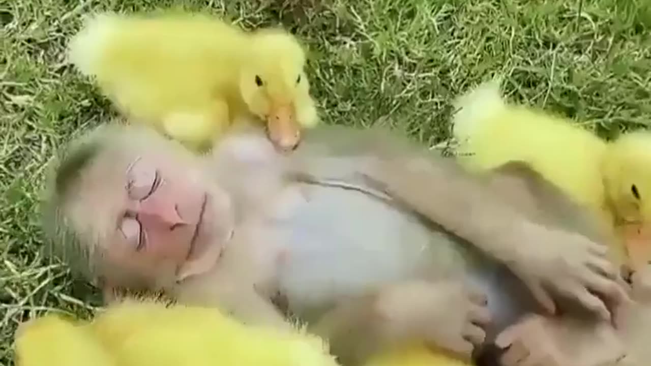 🐥🐒