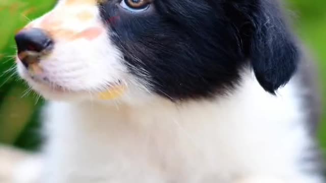 I see the dog