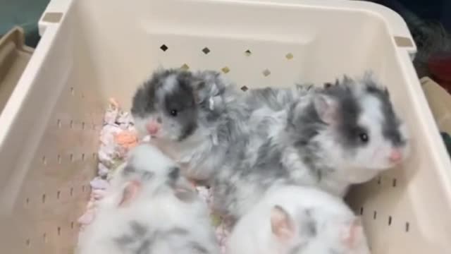 hamster drama