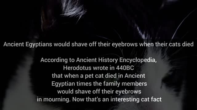 10 interesting facts about cats. Click on this video to know them