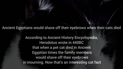 10 interesting facts about cats. Click on this video to know them