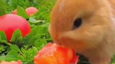 Cute baby animals Videos Compilation cute moment of the animals - Cutest Animals On Earth