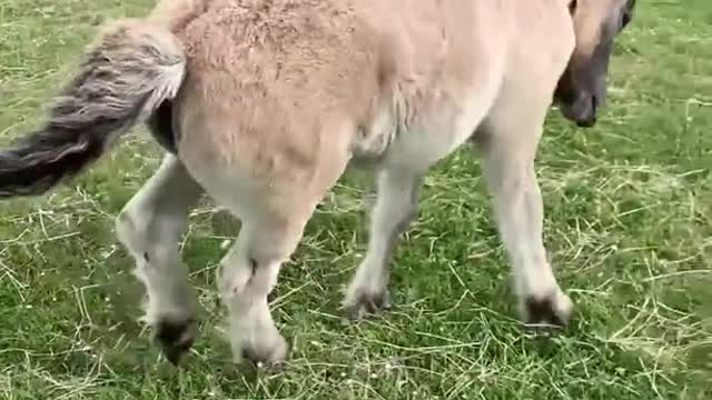 Adorable Pony Wants His Bum Scratches