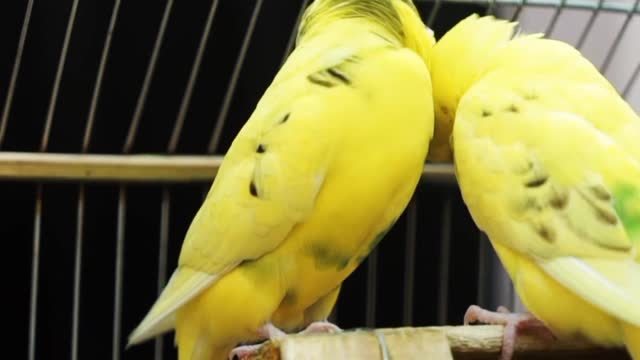 Love bird23