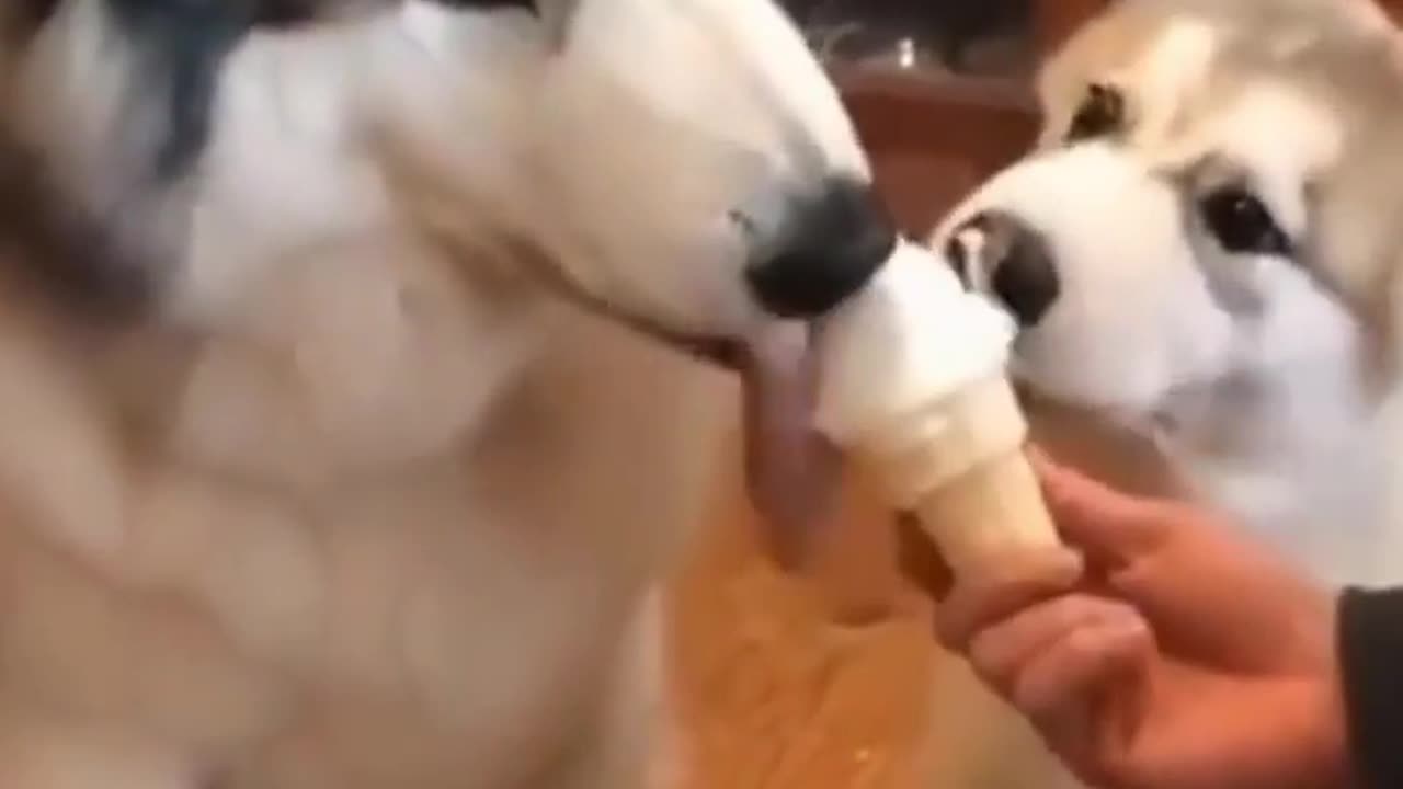 Adorable Husky Eating Ice Cream with Pup: Heartwarming Moment!