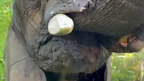 Elephant eating a watermelon 🍉🍉🍉///Animal///
