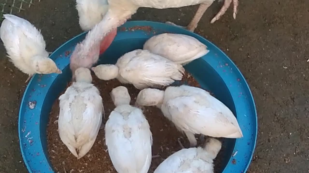 Feeding Turkeys #chicks #pabo #turkeys