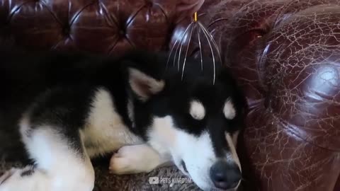 Dogs And Cats Reactions To Head Massager Compilation