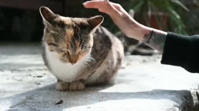 The most funny cat....😚😚😚😚😆😆😆😆😘😘😘😘