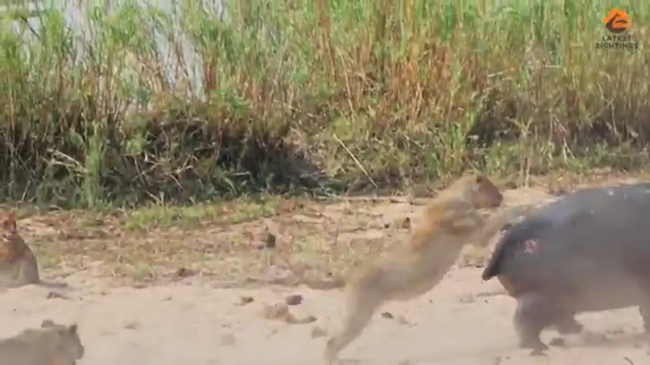 Angry Hippo Tries Fighting Off 7 Lions