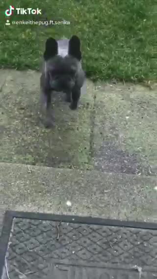 Dogs race in for a treat