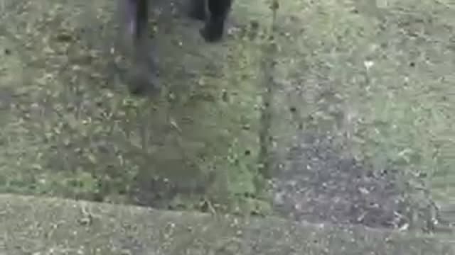 Dogs race in for a treat