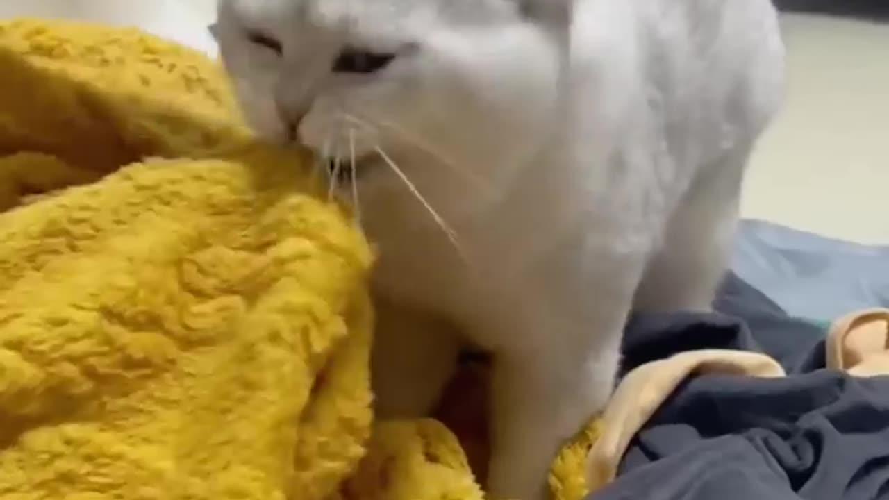 Funny Cats😀#shorts