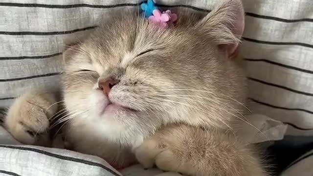 Funny cat morning time masti