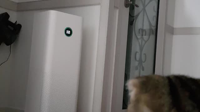Baby cat eating a snack at home.