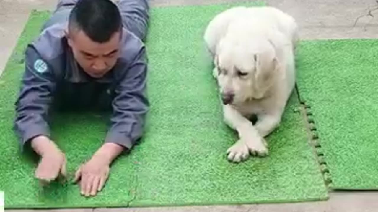 Super challenging cute dog