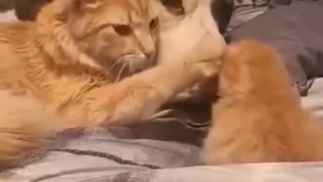 !Mommy Cat Shows Her Kitten To Dog Friend !!