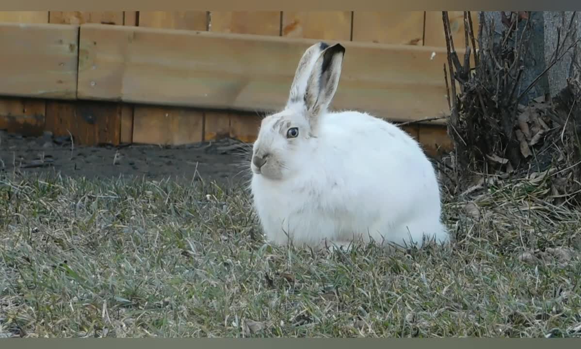 LINDOS COELHOS