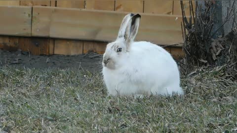 LINDOS COELHOS