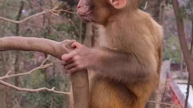 baby monkey cute animals 13