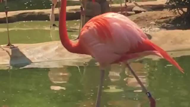 Flamingo Romantic type