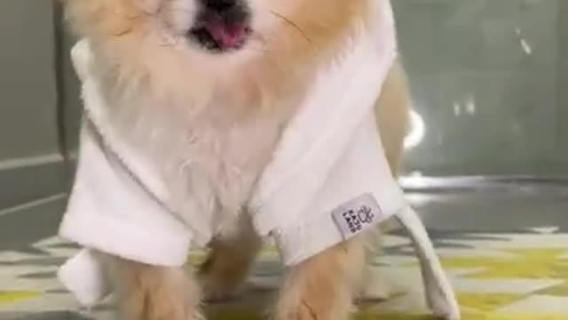 Funny animal cute dog