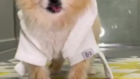 Funny animal cute dog