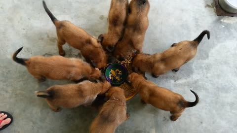 weeks old Belgian Malinois Pups Eating Breakfast.
