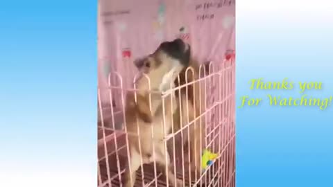 Funny Animals and Cute Pet Compilation
