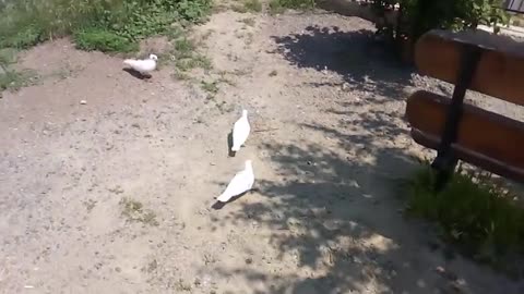 Slow motion of pigeons soaring into the sky