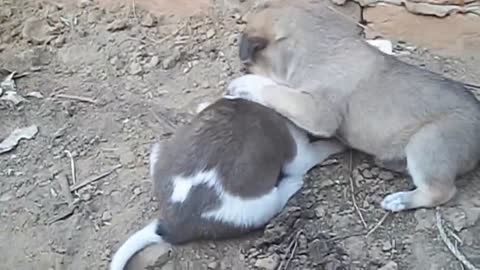 Perritos juguetones lo más lindo que verás hoy