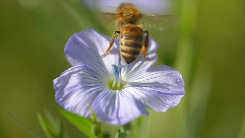 Bee Insect Blossom Bloom Honey Bee Pollen Nectar