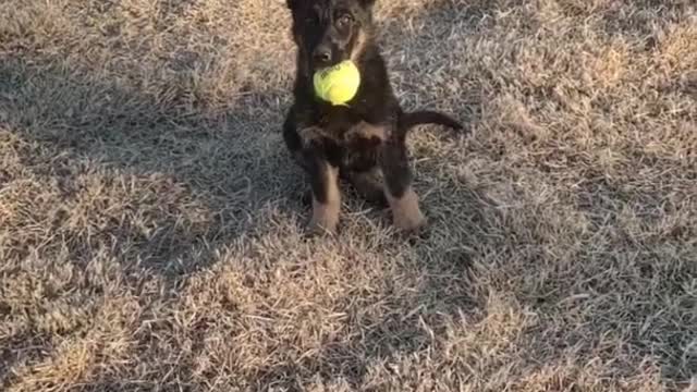 My baby can play ball. Two ears are the most energetic