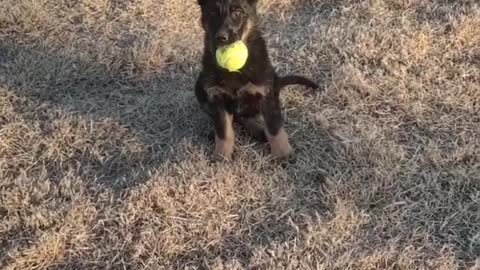 My baby can play ball. Two ears are the most energetic