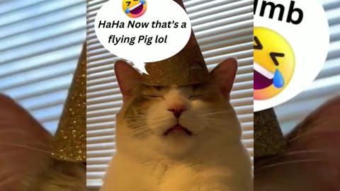 Funny Animals Video😂😂