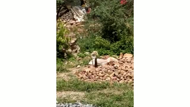 mongoose and snake fight