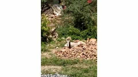 mongoose and snake fight