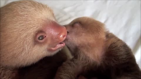 Baby Sloths Being Sloths*