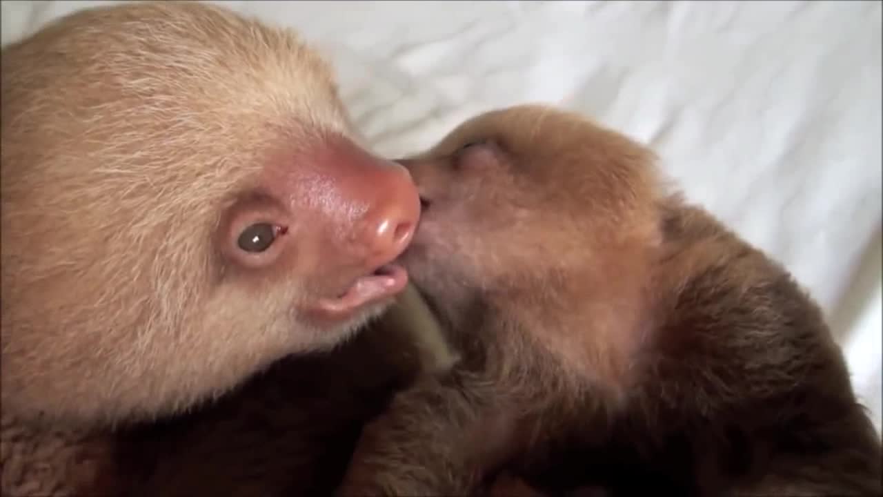 Baby Sloths Being Sloths*