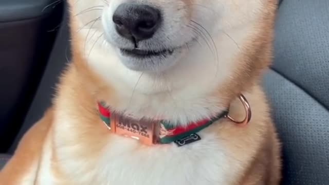 Only Dogs Can Make Us Super Happy and Laugh [ Funny Dog Videos ] 2022 #2