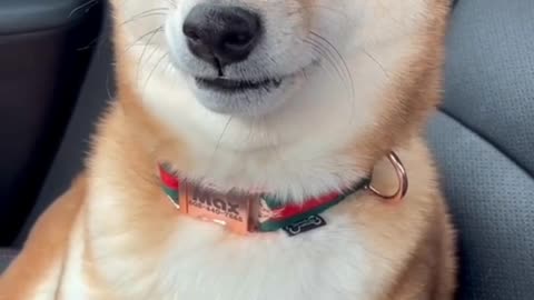 Only Dogs Can Make Us Super Happy and Laugh [ Funny Dog Videos ] 2022 #2