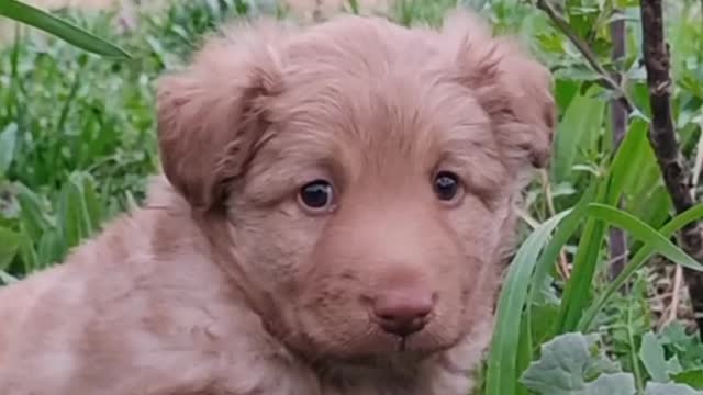 puppies of white husky breed on green grass#shorts #shortsvideo #youtubeshortsvideo #viralvideo